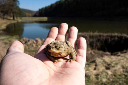 A frog on the palm in nature by a pond during the breeding season