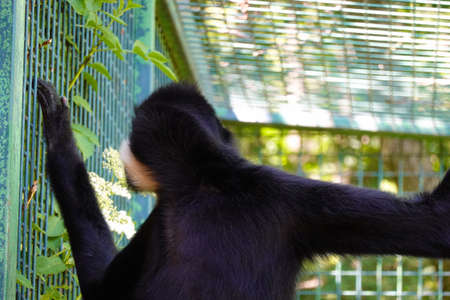 The gibbon monkey lives in a large spacious cage