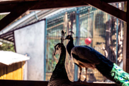 The beautiful peacock sits and chants and shows its beautyの写真素材