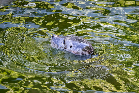 Floating seal in the pondの写真素材