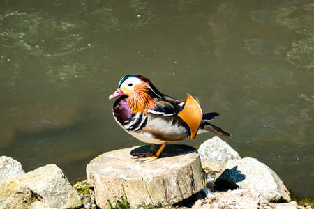 Mandarin Duck cleans its feathers after bathing in a pond on a sunny and warm dayの写真素材