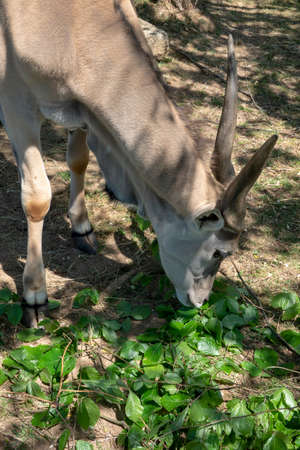 View of a common eland antelopeの写真素材