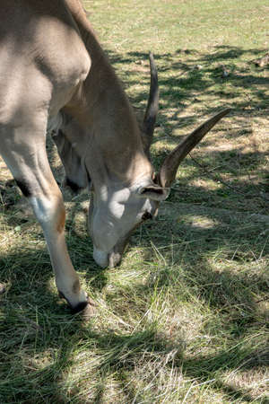 View of a common eland antelopeの写真素材