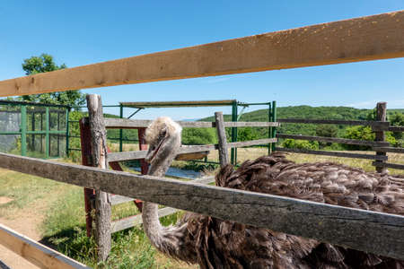 The ostrich curiously shows off in front of the camera thinking of foodの写真素材