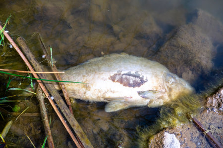 Dead fish in the water near the shore covered with algaeの写真素材
