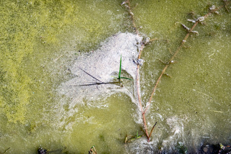 Twig immersed in water full of green and living algae
