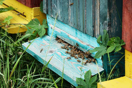 Community of bees at the entrance to the hive
