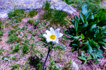 The eight-petalled dryad is a beautiful mountain flower growing in the rocky mountains of the High Tatrasの写真素材