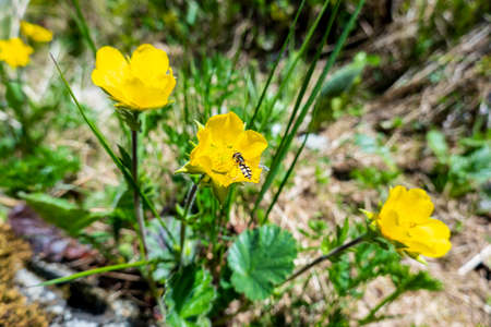Hover fly chose a mountain flower full of pollen and nectar, it is a flying insect that is a strong...