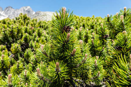 Knee timber growing in high rocky mountains known for its low but dense growthの写真素材