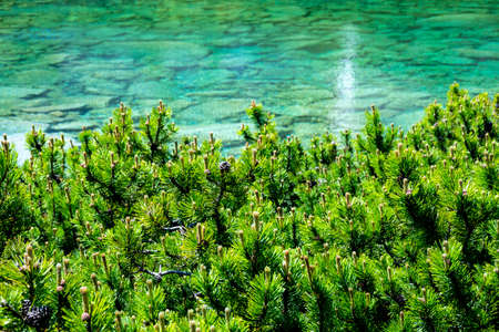 Knee timber growing in high rocky mountains known for its low but dense growthの写真素材