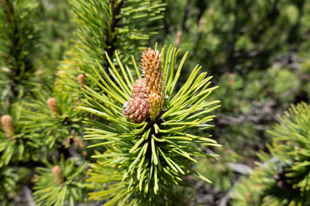 Knee timber growing in high rocky mountains known for its low but dense growth