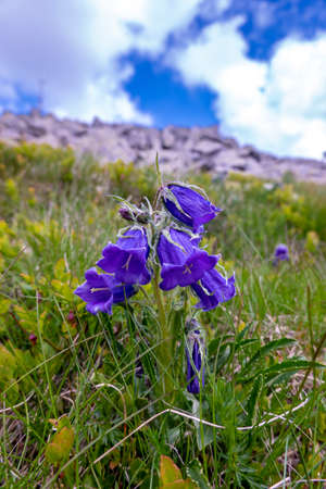 Mountain flowers in the Low Tatras in Slovakiaの写真素材