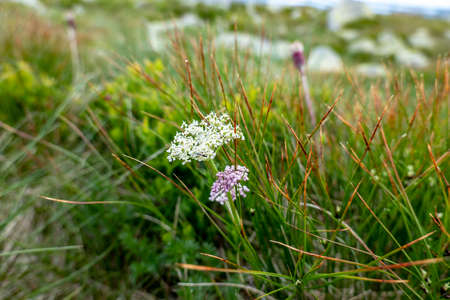 Mountain flowers in the Low Tatras in Slovakia