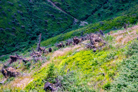 Mountain forest environment of the Low Tatras in Slovakiaの写真素材