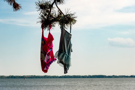 Children's swimwear hangs on a branch by the lake and dries in the sunの写真素材
