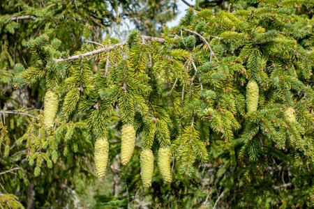 Pine cones on conifers in mountain nature