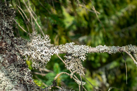 Growing lichen on a branch of a coniferの写真素材