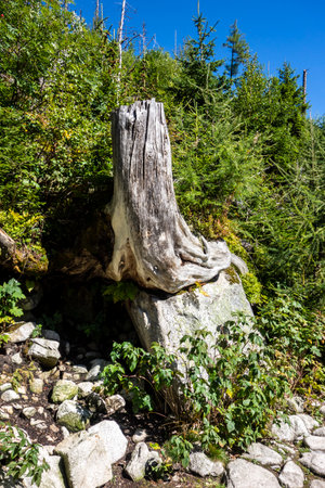 A natural chair from a tree stump in the High Tatras in Slovakiaの写真素材