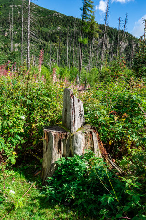 A natural chair from a tree stump in the High Tatras in Slovakiaの写真素材