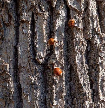 Ladybugs occupying tree bark during swarmingの写真素材
