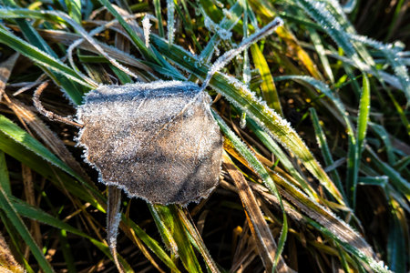 A dry fallen leaf with frost on the surface in winterの写真素材