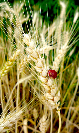 A field beetle sits on an ear of wheatの写真素材