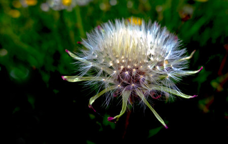 Dandelion seeds on stalks ready for the wind and flight