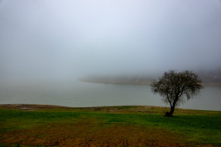A lonely tree on the shore of a lake in the fogの写真素材