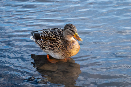 A mallard feeds on the surface of a lake in winterの写真素材