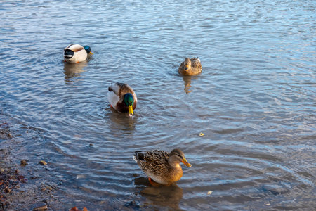 A mallard feeds on the surface of a lake in winterの写真素材