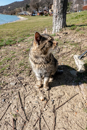 Stray domestic cat in natureの写真素材