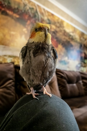 A cockatiel relaxes on a human knee after a hearty and refreshing shower