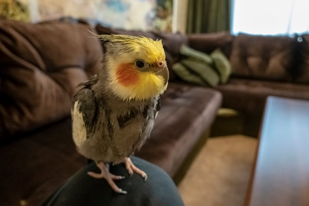 A cockatiel relaxes on a human knee after a hearty and refreshing showerの写真素材