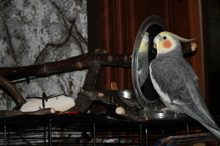 The cockatiel sits on the cage in front of the mirror, it is his home and safetyの写真素材
