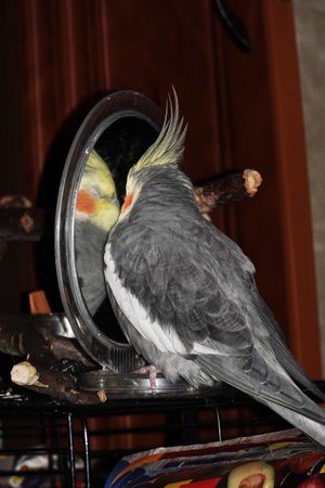 The cockatiel sits on the cage in front of the mirror, it is his home and safetyの写真素材