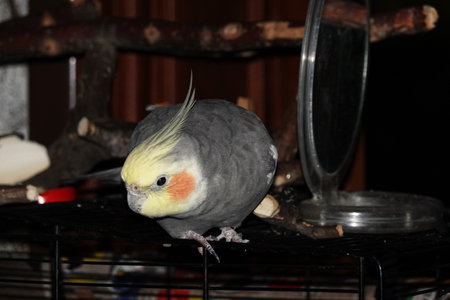 The cockatiel sits on the cage in front of the mirror, it is his home and safety