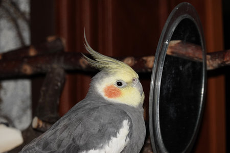The cockatiel sits on the cage in front of the mirror, it is his home and safetyの写真素材