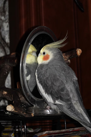 The cockatiel sits on the cage in front of the mirror, it is his home and safetyの写真素材