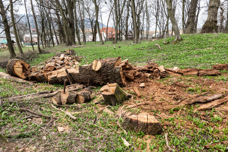 A fallen and chopped tree for wood fuel for the furnace in winter