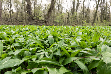Wild garlic is a very healthy spring herb