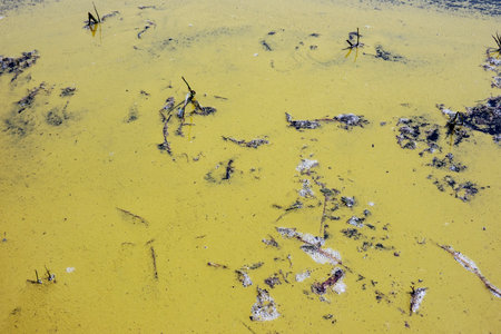 A large amount of floating pollen on the surface of the lakeの写真素材