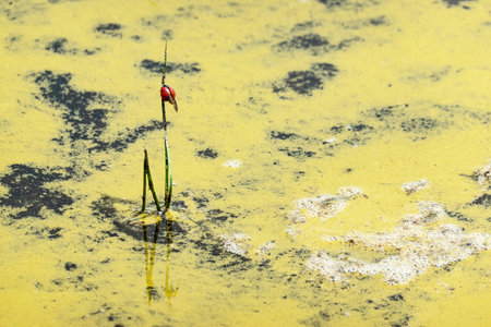 A large amount of floating pollen on the surface of the lakeの写真素材