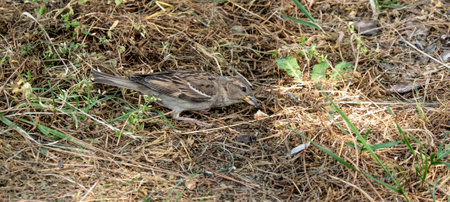 The sparrow feeds on bread on the groundの写真素材