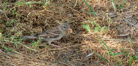 The sparrow feeds on bread on the groundの写真素材