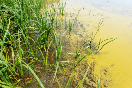 A large amount of floating pollen on the surface of the lakeの写真素材