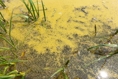 A large amount of floating pollen on the surface of the lakeの写真素材