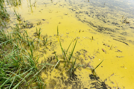 A large amount of floating pollen on the surface of the lakeの写真素材