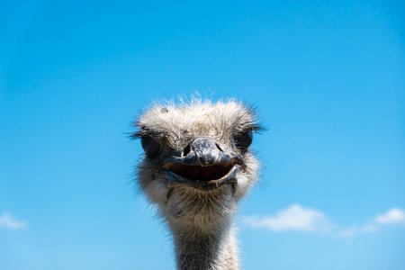 The ostrich curiously shows off in front of the camera thinking of food