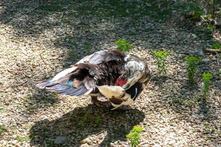 An exotic duck cleans its feathers after bathing in a pond in the sunの写真素材